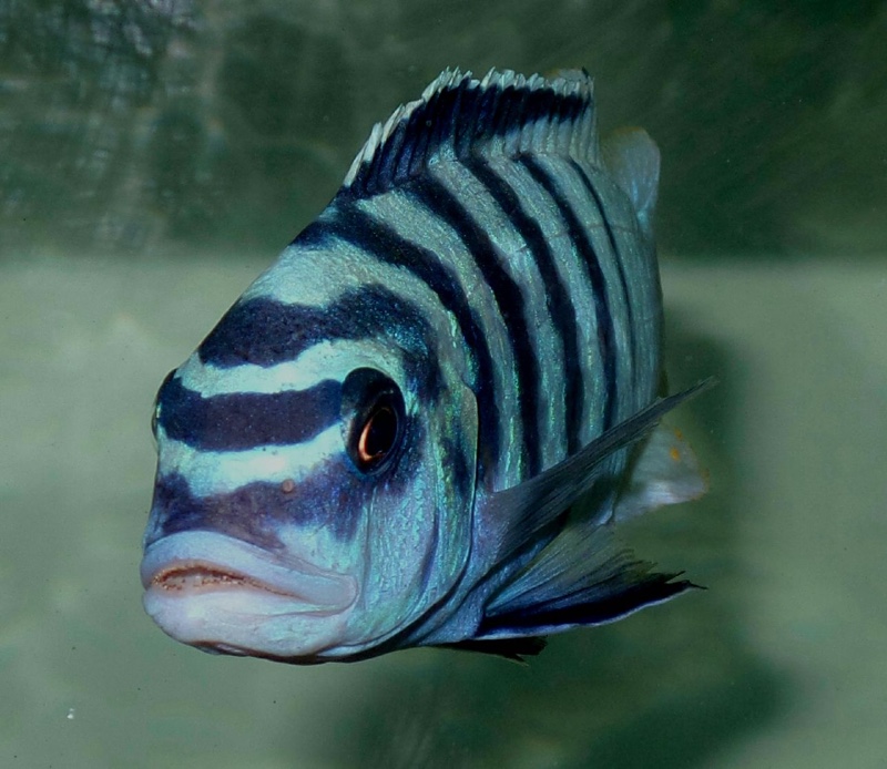 Maylandia fainzilberi 'Chirwa Island'